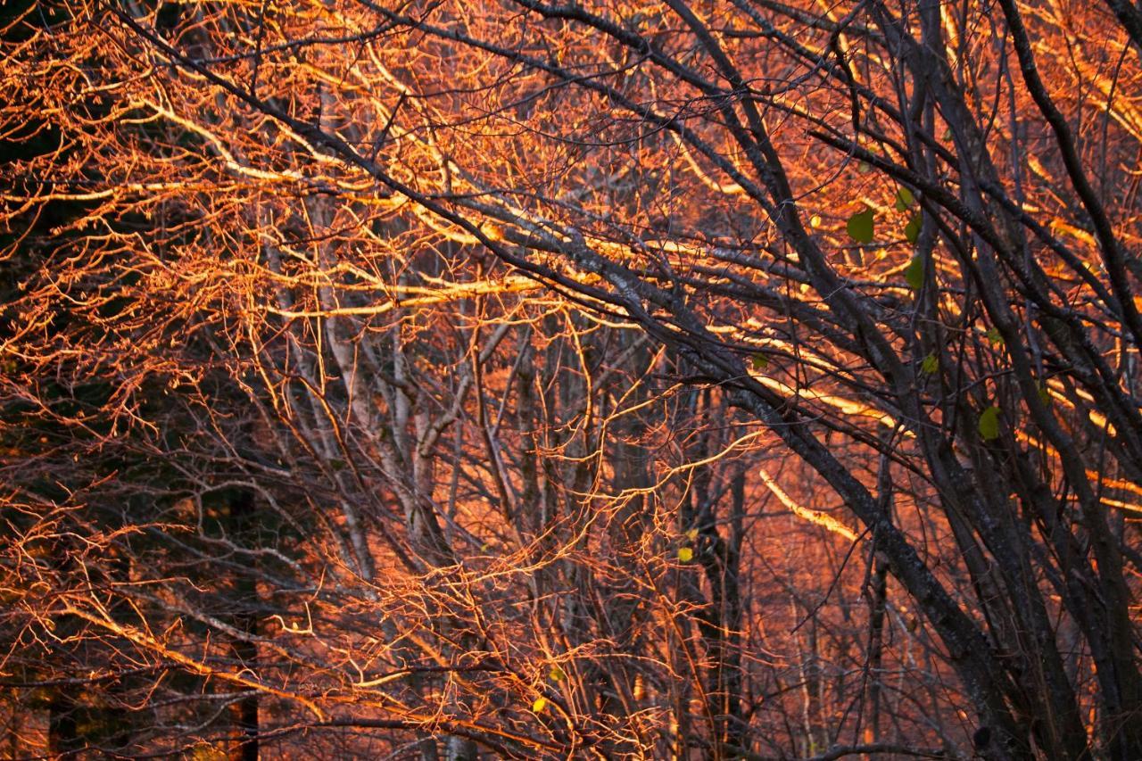 Naturaleza Y Aire Puro En El Pirineo Oriental En Una Bonita Casa Rural De Piedra Prats-de-Mollo-la-Preste Exterior photo